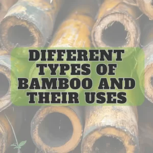 Featured Image - different types of bamboo and their uses