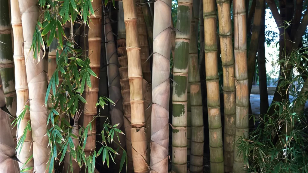 an image of Sweet Bamboo (Dendrocalamus latiflorus) closeup