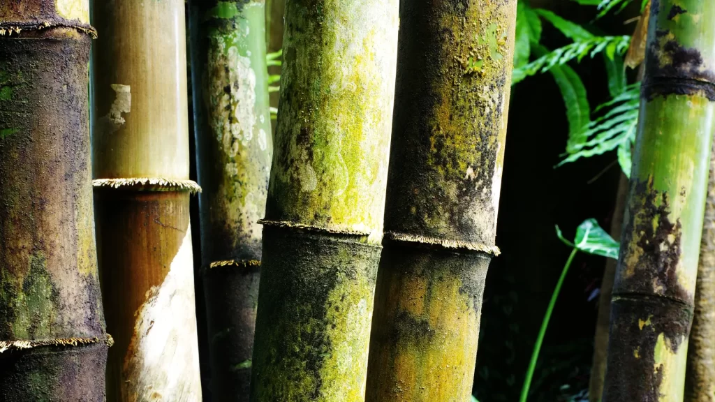 an image of dragon bamboo closeup