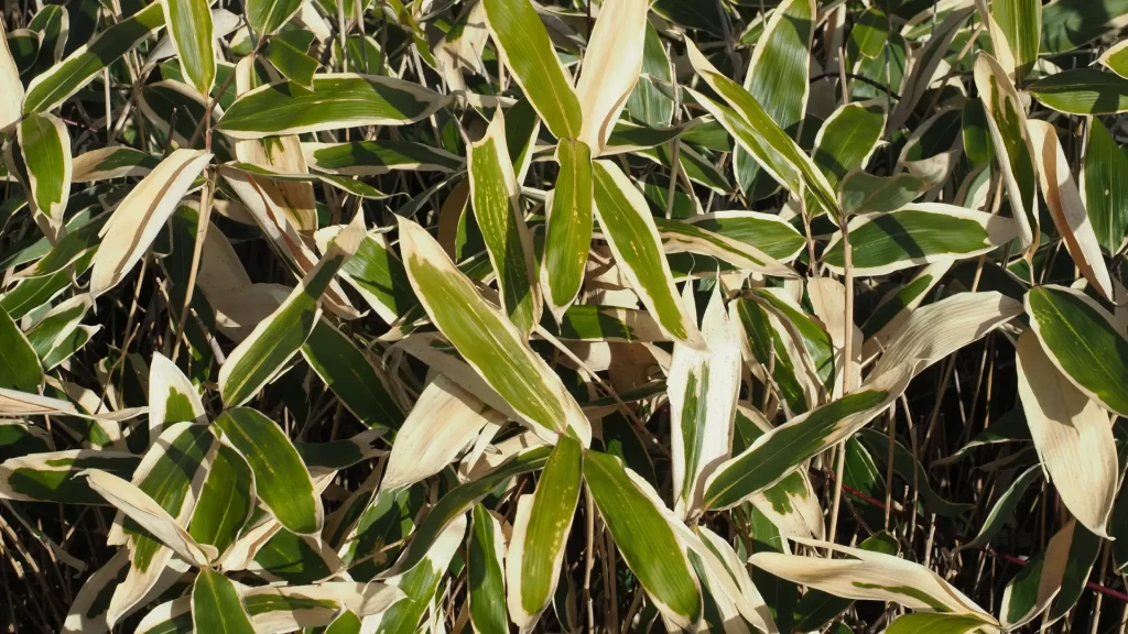 an image of sasa bamboo leaves closeup