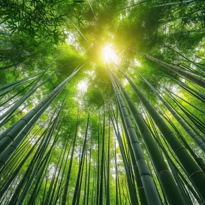 featured image - an image of bamboo growing up into a sun lit sky highlighting bamboo sustainability